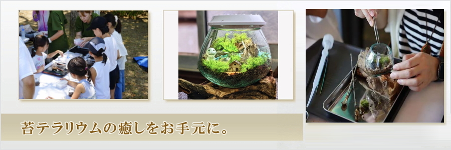 天使の苔の看板画像