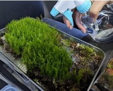 苔テラリウムの水やり