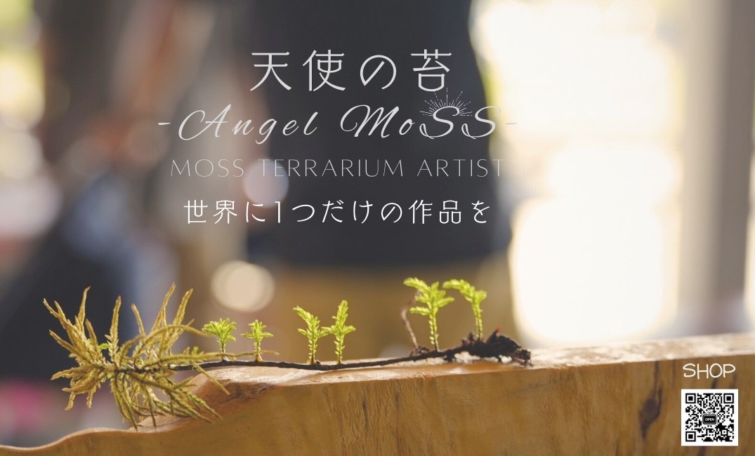 天使の苔の紹介